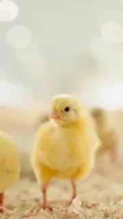جوجه-یک-روزه-گوشتی1