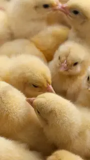 جوجه-یک-روزه-گوشتی2