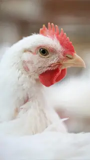 مرغ-گوشتی-زنده-2